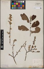 Foto von Salix aurita L.